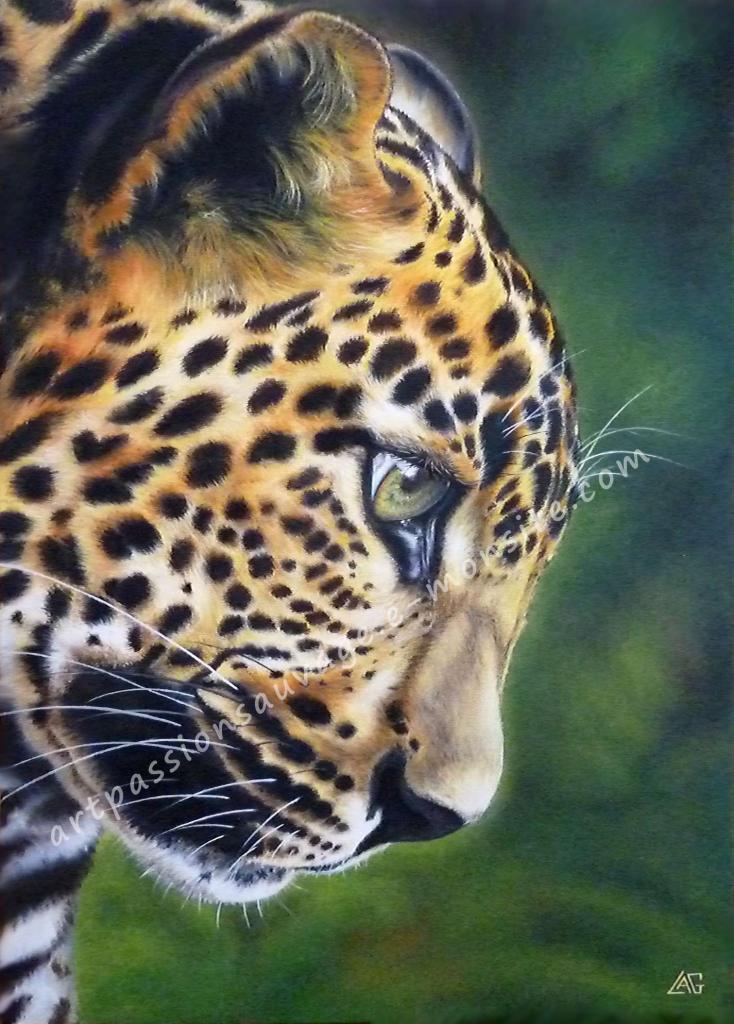 Jaguar à l'huile ( 38x55 cm)