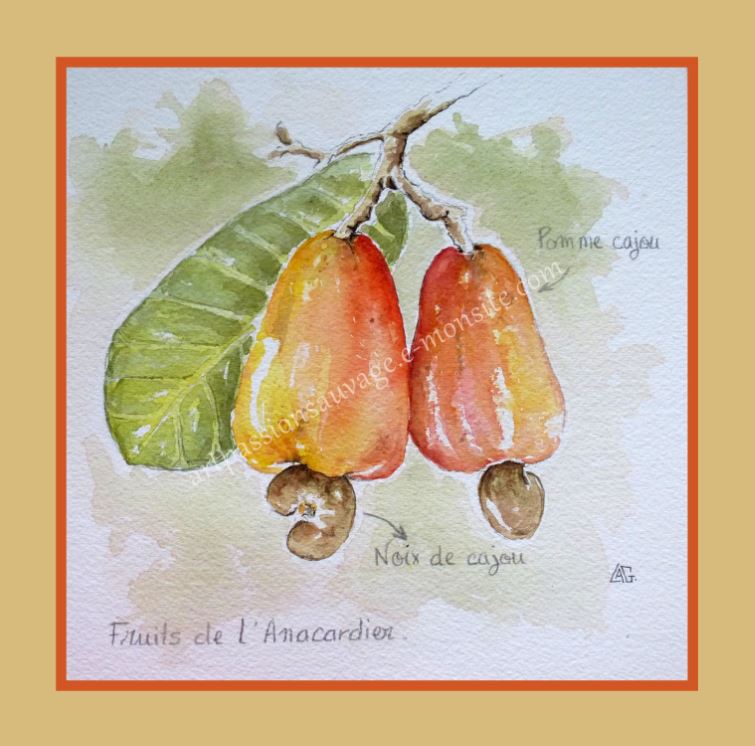 Fruits de l'anacardier (noix de cajou)