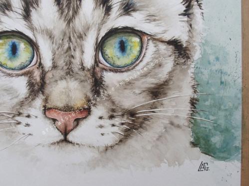 Jeune chat aquarelle - détails