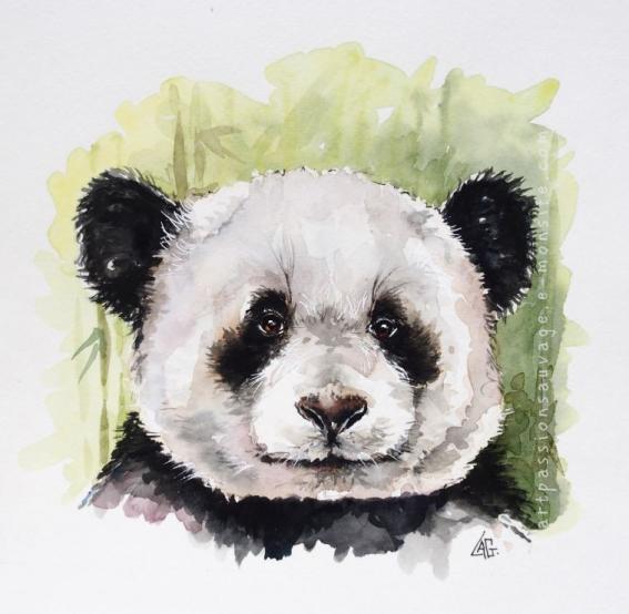 Panda aquarelle